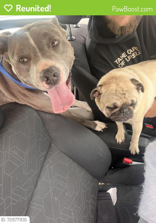 Reunited Female Dog last seen Cushman and 56th, Tacoma, WA 98408