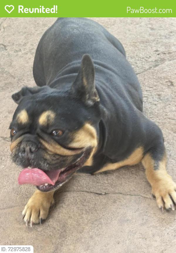 Reunited Female Dog last seen Tahoe Circle and Monument Drive, Tracy, CA 95376
