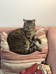 Lost Male Cat last seen Country Walk 145th Terr west of lake, Miami, FL 33186