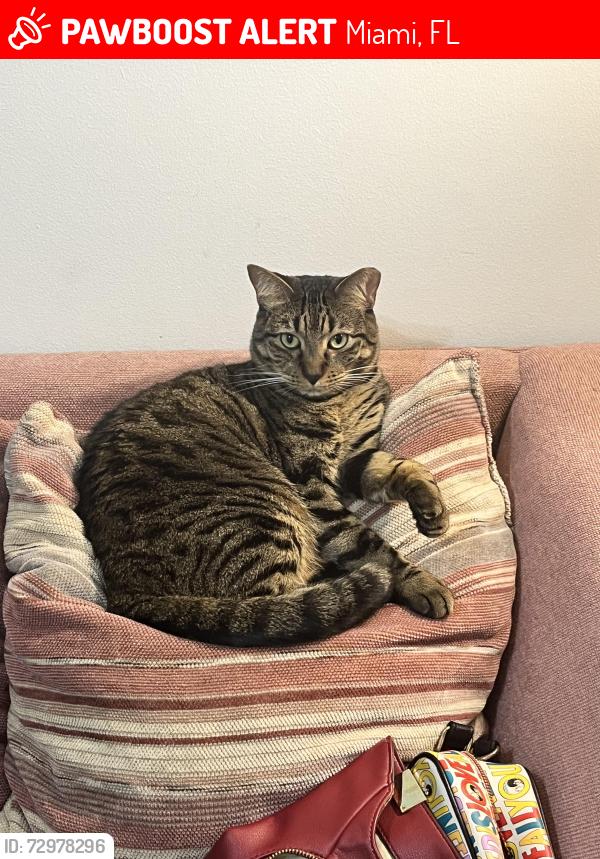 Lost Male Cat last seen Country Walk 145th Terr west of lake, Miami, FL 33186