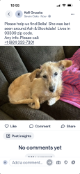 Lost Female Dog last seen Ming and Ashe , Bakersfield, CA 93309