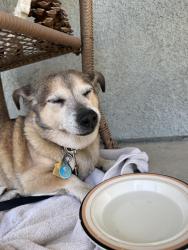 Reunited Male Dog last seen Stores, Pomona, CA 91766