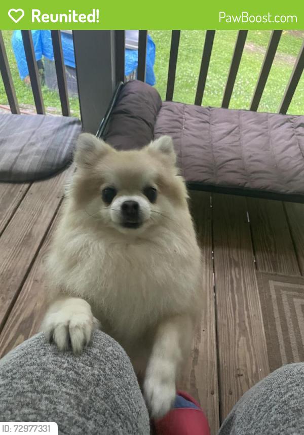 Reunited Male Dog last seen Lees lake, Fairburn, GA 30290