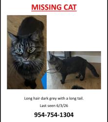 Lost Female Cat last seen Nw 21st street sunrise fl, Sunrise, FL 33322