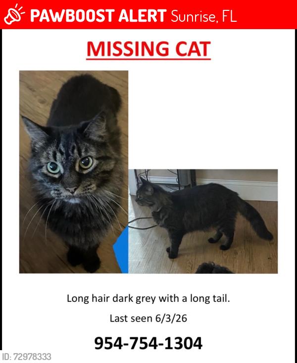 Lost Female Cat last seen Nw 21st street sunrise fl, Sunrise, FL 33322