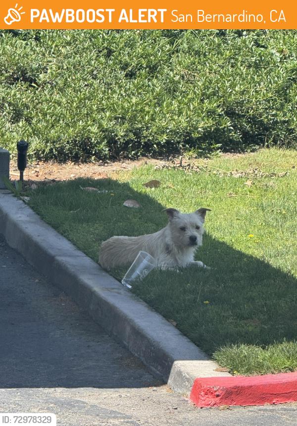 Found/Stray Unknown Dog last seen Castlepark apmt, San Bernardino, CA 92407