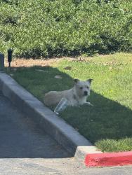 Found/Stray Unknown Dog last seen Castlepark apmt, San Bernardino, CA 92407