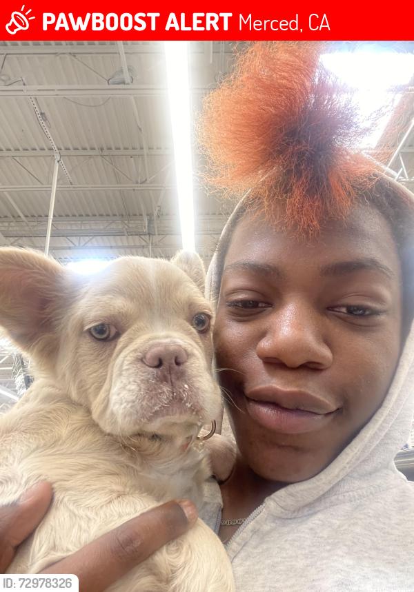 Lost Female Dog last seen Sami Jo dr, Merced, CA 95348
