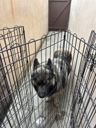 Reunited Unknown Dog last seen Cravell Ave, Pico Rivera, CA 90660, USA, Pico Rivera, CA 90660