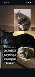 Lost Male Cat last seen Savers target plant fitness etc, Orem, UT 84057