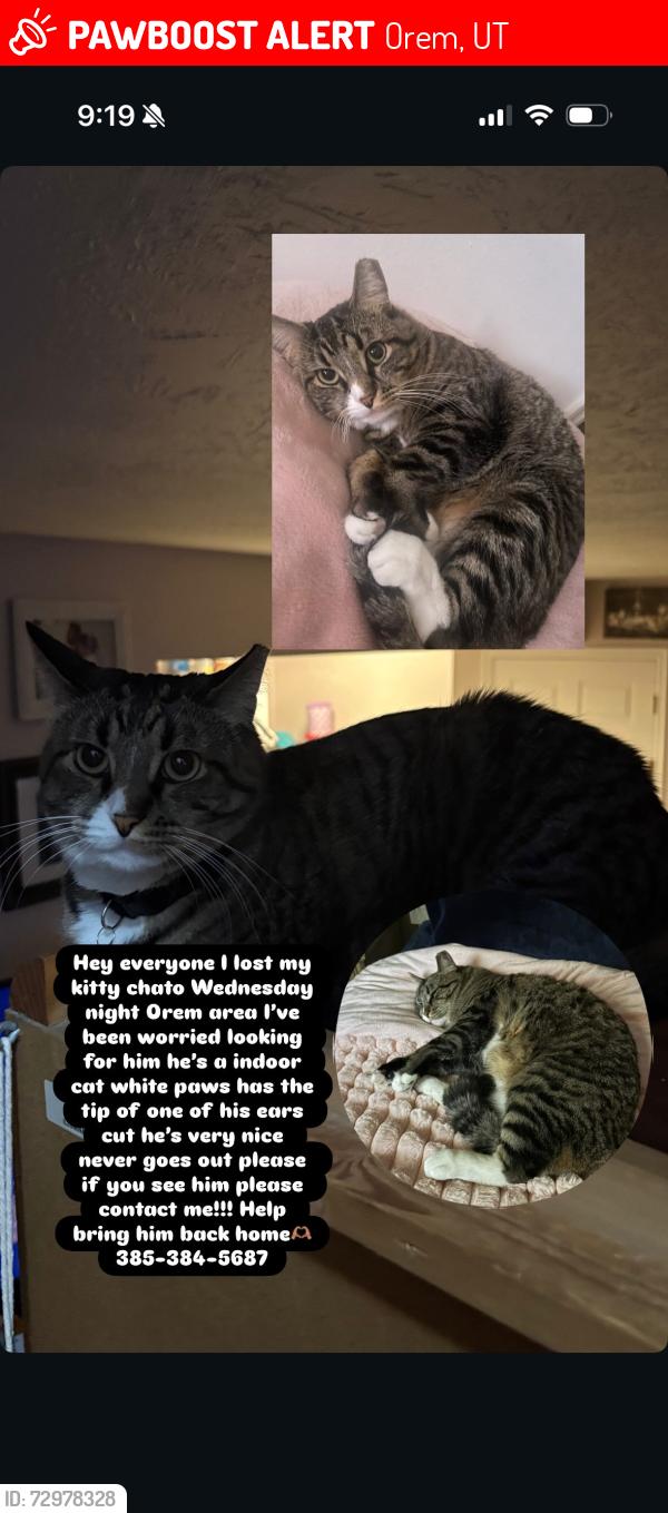 Lost Male Cat last seen Savers target plant fitness etc, Orem, UT 84057