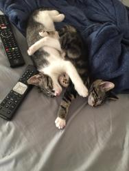 Lost Female Cat last seen Papaya , Fair Oaks, CA 95628