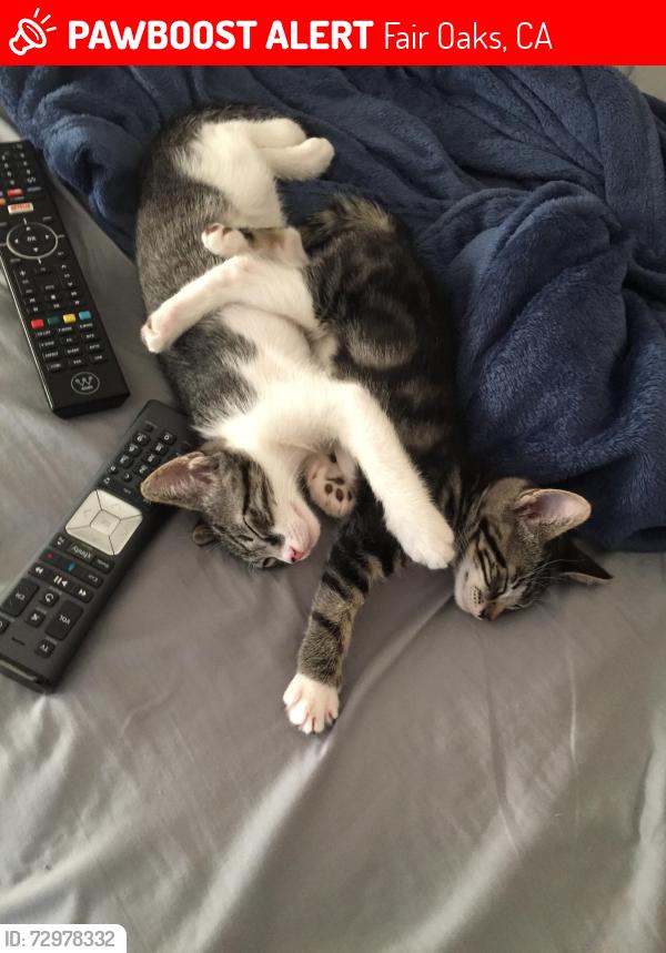 Lost Female Cat last seen Papaya , Fair Oaks, CA 95628