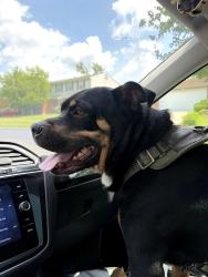 Found/Stray Male Dog last seen Found near waycross road, Cincinnati, OH 45240
