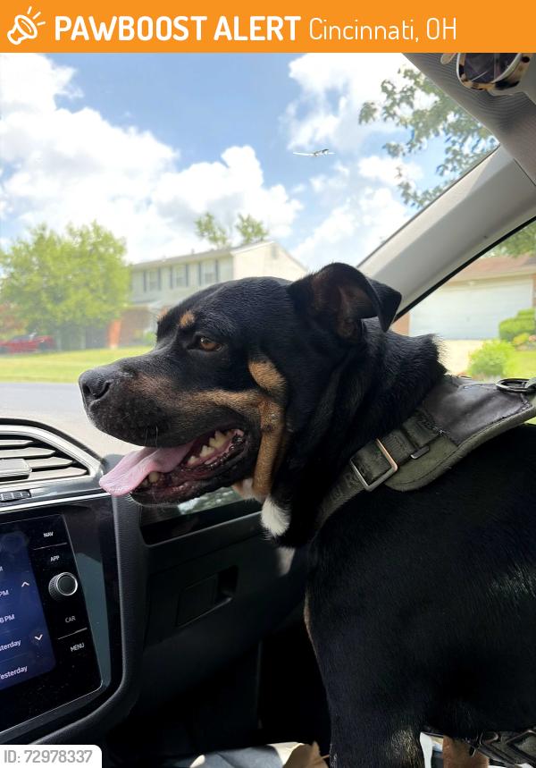 Found/Stray Male Dog last seen Found near waycross road, Cincinnati, OH 45240