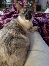 Reunited Female Cat last seen Credit Valley & Winston Churchill , Mississauga, ON L5M 4K5