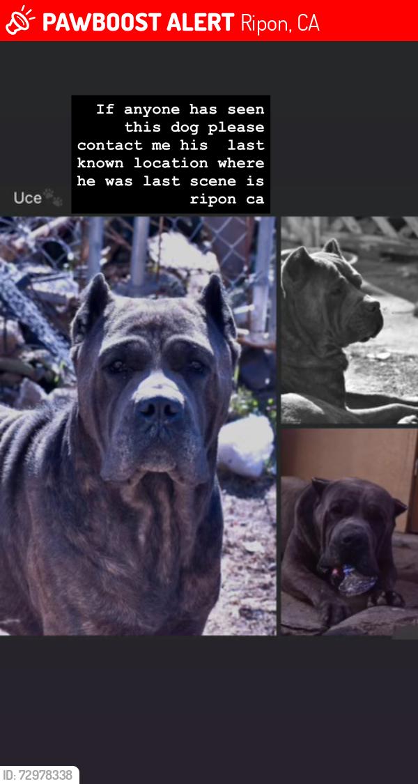Lost Male Dog last seen Train tracks and store , Ripon, CA 95366
