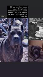 Lost Male Dog last seen Train tracks and store , Ripon, CA 95366