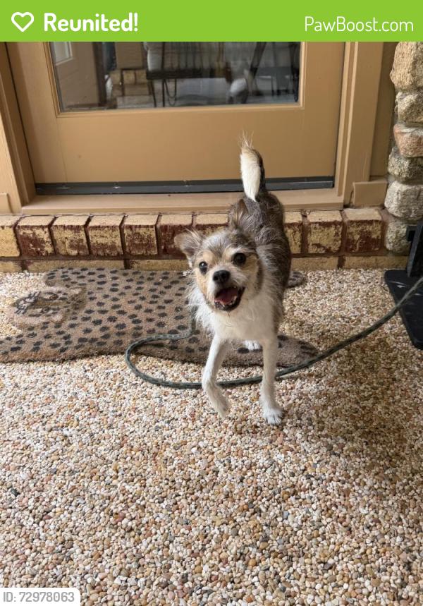 Reunited Male Dog last seen Off of Carolyndon Dr near rich fork preserve, High Point, NC 27262