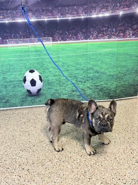 Shelter Stray Male Dog last seen Near BLOCK NW 12 ST, 3599 NW 79th Ave, Doral, FL 33122, USA