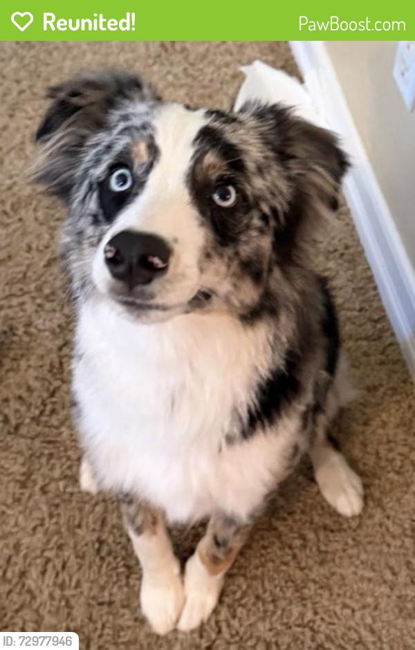 Reunited Male Dog last seen Las Vegas, NV 89130, USA, Las Vegas, NV 89130