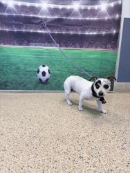 Shelter Stray Female Dog last seen Near BLOCK NW 183 ST, 3599 NW 79th Ave, Doral, FL 33122, USA
