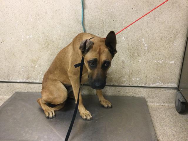 Shelter Stray Female Dog last seen Near BLOCK MISSION BL, JURUPA VALLEY, CA, 6851 Van Buren Boulevard, Jurupa Valley, CA 92509, USA
