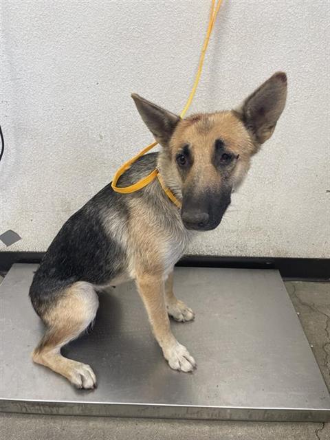 Shelter Stray Female Dog last seen Near BLOCK FRESNO ST, FRESNO CA 93706 3217, 5277 E Airways Blvd, Fresno, CA 93727, USA