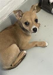 Shelter Stray Female Dog last seen Near BLOCK E BUTLER AVE, FRESNO CA 93727, 5277 E Airways Blvd, Fresno, CA 93727, USA