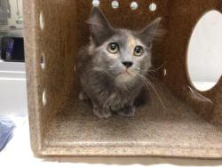 Shelter Stray Female Cat last seen GILMAN SPRINGS RD, San Jacinto, CA 92582, USA