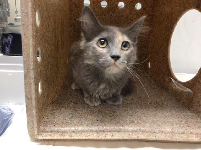 Shelter Stray Female Cat last seen GILMAN SPRINGS RD, San Jacinto, CA 92582, USA