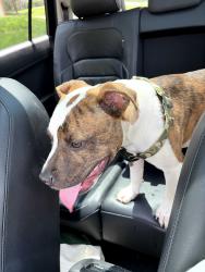Found/Stray Male Dog last seen Found near waycross, Cincinnati, OH 45240