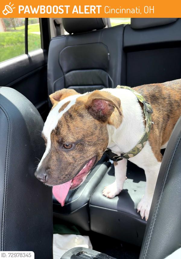 Found/Stray Male Dog last seen Found near waycross, Cincinnati, OH 45240