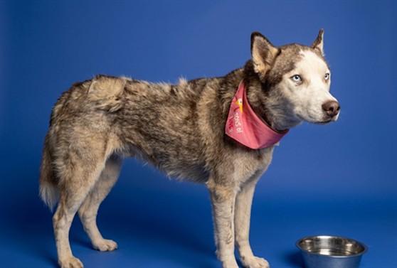 Shelter Stray Female Dog last seen , 4275 Elton St, Baldwin Park, CA 91706, USA