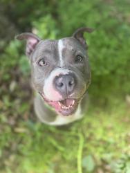 Shelter Stray Male Dog last seen CHARLOTTE, 8315 Byrum Dr, Charlotte, NC 28217, USA
