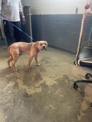 Shelter Stray Male Dog last seen Near BLOCK CAPITAL CIR SE, TALLAHASSEE FL 32311, Tallahassee, FL 32311