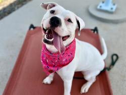 Shelter Stray Female Dog last seen CHARLOTTE, 8315 Byrum Dr, Charlotte, NC 28217, USA
