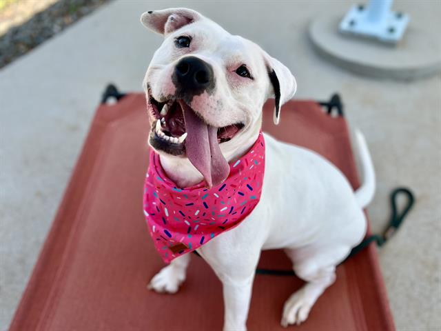 Shelter Stray Female Dog last seen CHARLOTTE, 8315 Byrum Dr, Charlotte, NC 28217, USA