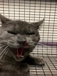 Shelter Stray Male Cat last seen Near BLOCK CHESTNUT AVE, LONG BEACH, CA, 90806, 7700 E Spring St, Long Beach, CA 90815, USA