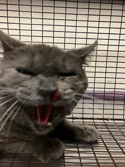 Shelter Stray Male Cat last seen Near BLOCK CHESTNUT AVE, LONG BEACH, CA, 90806, 7700 E Spring St, Long Beach, CA 90815, USA