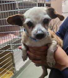 Shelter Stray Female Dog last seen AIRPORT RD / 599 SANTA FE NM 87507, 100 Caja Del Rio Rd, Santa Fe, NM 87507, USA
