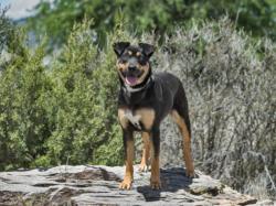 Shelter Stray Female Dog last seen Near BLOCK  POVI PIN POE  SF NM 87508, 100 Caja Del Rio Rd, Santa Fe, NM 87507, USA