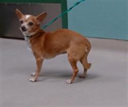 Shelter Stray Female Dog last seen Near BLOCK NORTHTOWNE LN, RENO NV 89512, 2825 Longley Ln Suite A, Reno, NV 89502, USA