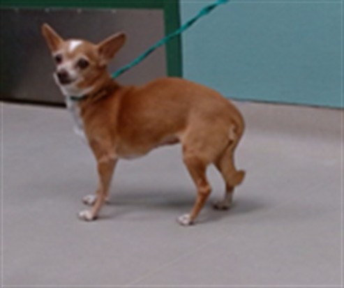 Shelter Stray Female Dog last seen Near BLOCK NORTHTOWNE LN, RENO NV 89512, 2825 Longley Ln Suite A, Reno, NV 89502, USA