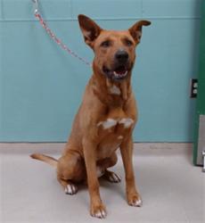 Shelter Stray Male Dog last seen Near N MCCARRAN BLVD, RENO NV 89503, 2825 Longley Ln Suite A, Reno, NV 89502, USA