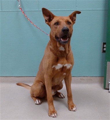 Shelter Stray Male Dog last seen Near N MCCARRAN BLVD, RENO NV 89503, 2825 Longley Ln Suite A, Reno, NV 89502, USA