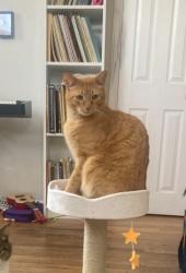 Reunited Male Cat last seen 35th and Tennyson , Denver, CO 80212