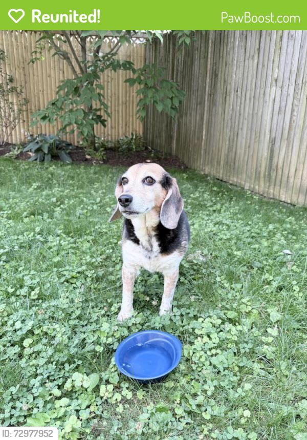 Reunited Female Dog last seen Maple Ridge Road and Rayland Drive, Bethesda, MD 20814