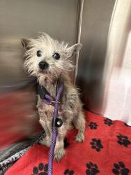Shelter Stray Male Dog last seen Near , 2600 S Harding St, Indianapolis, IN 46221, USA