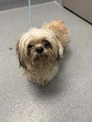 Shelter Stray Male Dog last seen Near , 2600 S Harding St, Indianapolis, IN 46221, USA
